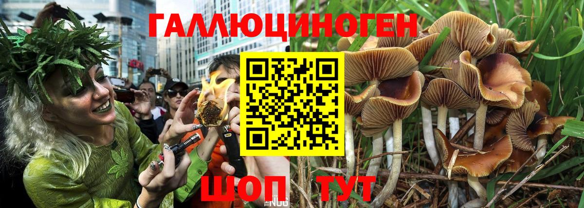 Галлюциногенные грибы Psilocybine cubensis Ульяновск